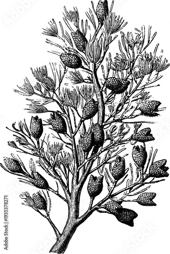 Vintage botanical pine branch engraving from the 19th century for design and decoration