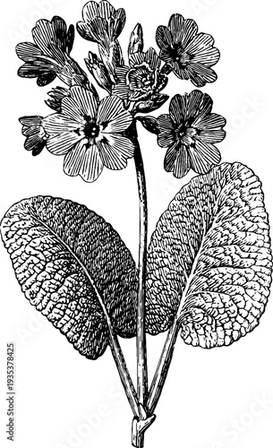 Detailed vintage botanical illustration of primrose from the 19th century