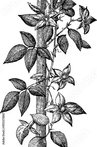 Vintage botanical rose garland frame - detailed 19th century decorative design for cards and posters