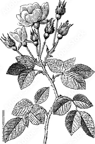 Vintage rose garland frame botanical sketch from 19th century engraving for design and decoration