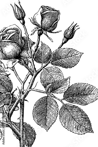 Vintage 19th century rose garland frame botanical engraving for decorative design