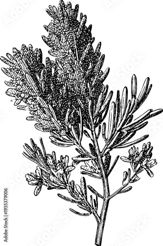 Detailed engraving of a rosemary sprig from the 19th century