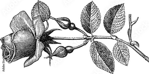Vintage botanical rose engraving from 19th century for retro design projects
