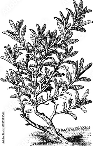 Detailed botanical engraving of a vintage rosemary sprig from the 19th century