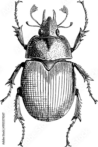 Intricate scarab beetle illustration from 19th century botanical engraving