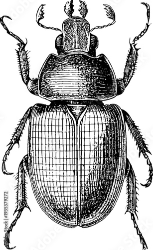 Vintage botanical engraving of scarab beetle from 19th century detailed sketch