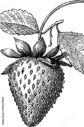 Detailed botanical illustration of a strawberry from the 19th century
