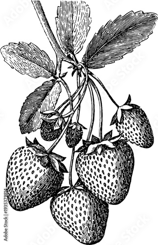 Vintage botanical sketch of strawberries with detailed 19th century engraving style