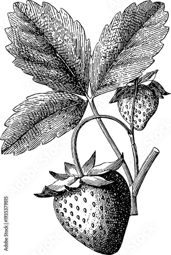 Detailed 19th century botanical strawberry engraving for design and decor