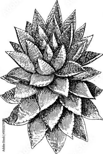 Vintage succulent plant botanical sketch from 19th century for design use