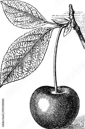 Sweet cherry vintage botanical engraving from the 19th century for design and decoration
