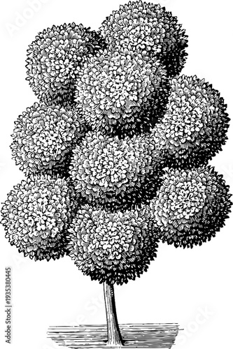 Detailed 19th century verbena illustration - vintage botanical engraving for retro design