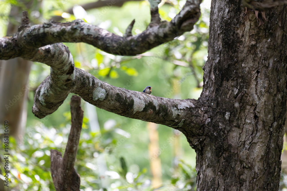 Fototapeta premium Small Velvet fronted Nuthatch with blue feathers and a red beak vocalizing while perched on a thick, mossy tree trunk.