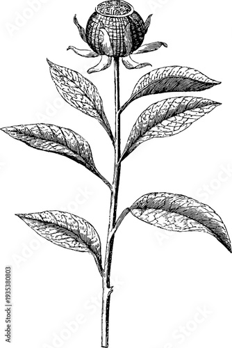 Vintage botanical wax seal with founding year emblem and hand drawn engraving for retro design projects