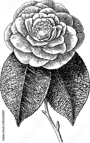 Vintage white camellia engraving from 19th century botanical art for classic design