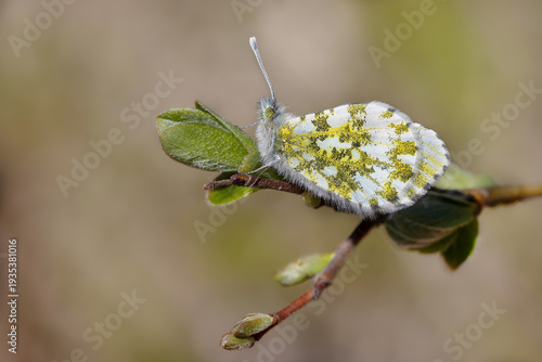 Orange Tip Butterfly (Anthocharis cardamines)