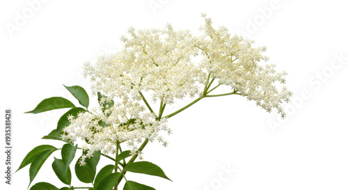 Elegant white elderflower blossoms in full bloom against a plain background