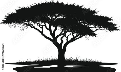 Acacia tree silhouette with wide canopy in African savanna landscape, detailed black vector illustration isolated on white background for nature and safari themes
