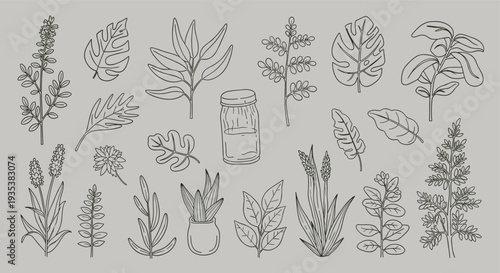 Collection of Hand Drawn Botanical Illustrations Featuring Various Plants Herbs and a Jar on a Neutral Background