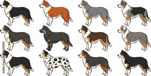 Australian Shepherd dog color variations set, purebred herding breed vector illustration isolated on light background for pet care, kennel branding and canine education