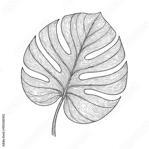 Hand-drawn Monstera Deliciosa leaf line art