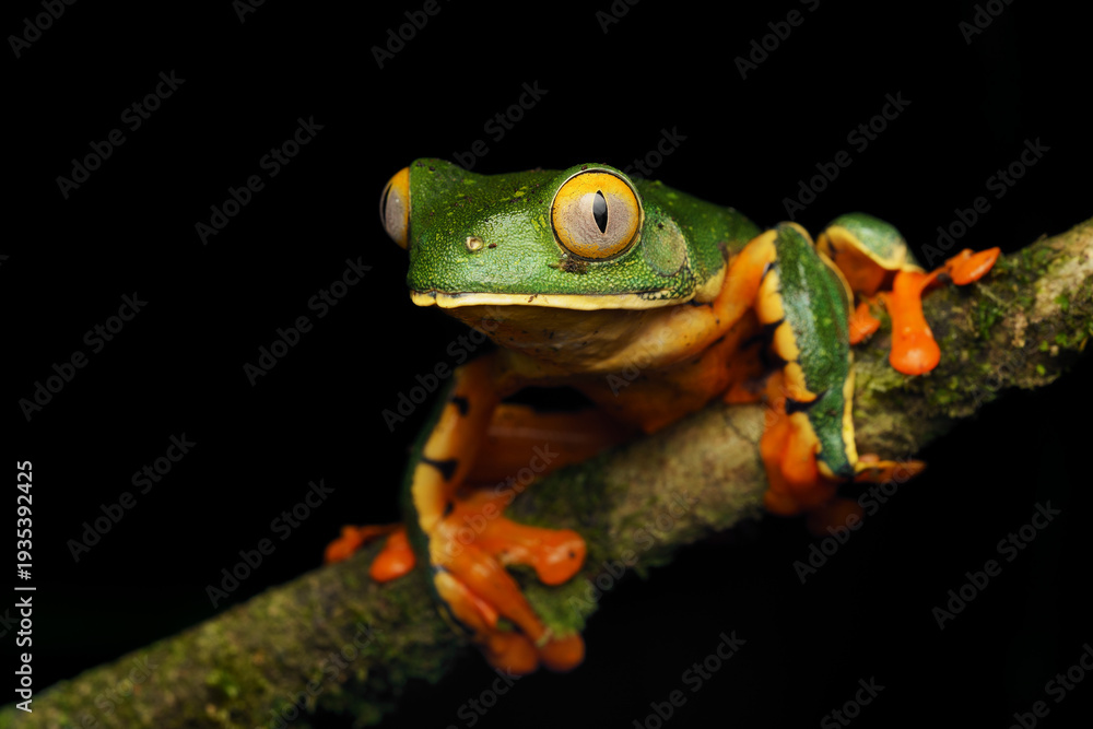 Fototapeta premium Sylvia's tree frog (Cruziohyla sylviae)