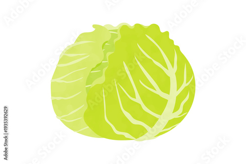 春キャベツの手描き風イラスト