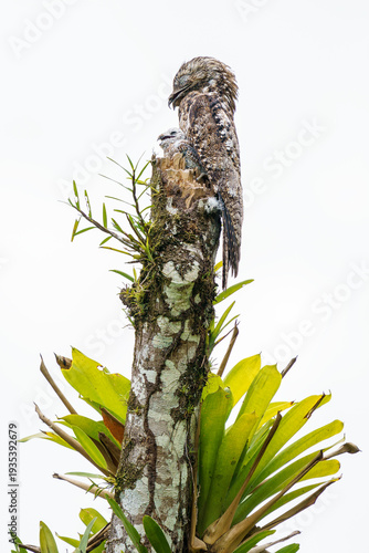 Common potoo (Nyctibius griseus) in the wild