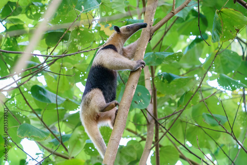 Northern tamandua (anteater) (Tamandua mexicana)