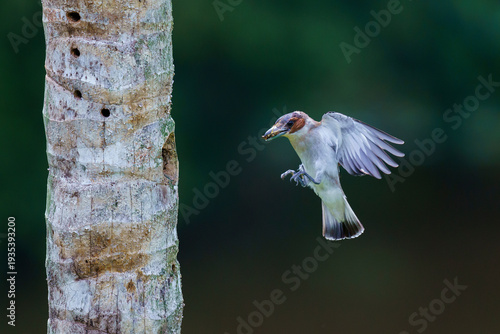 Konstfotografi Black-crowned tityra (Tityra inquisitor)
