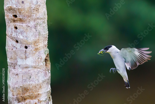 Konstfotografi Black-crowned tityra (Tityra inquisitor)