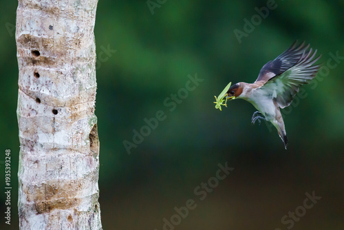 Konstfotografi Black-crowned tityra (Tityra inquisitor)