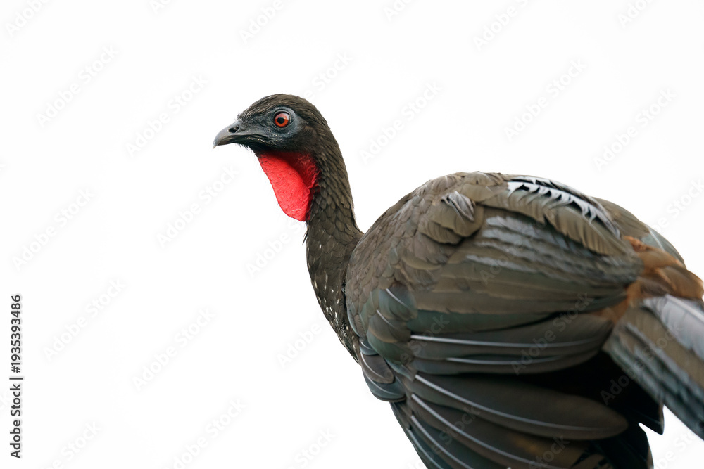 Fototapeta premium Crested guan (Penelope purpurascens)