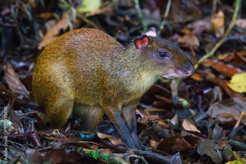 Photos Central American agouti (Dasyprocta punctata)