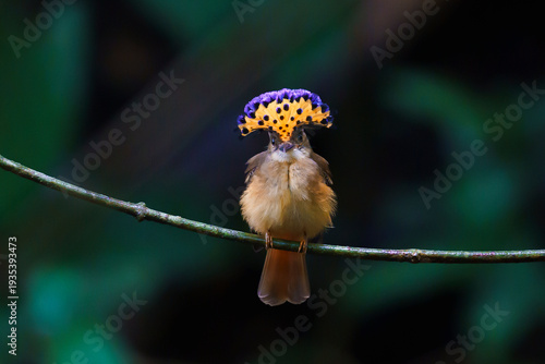 Tropical royal flycatcher (Onychorhynchus coronatus)