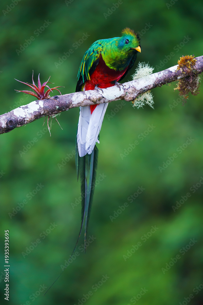 Fototapeta premium Resplendent quetzal (Pharomachrus mocinno)