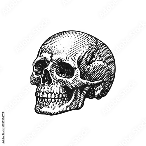Hand-drawn sketch of a human skull in vintage engraving style