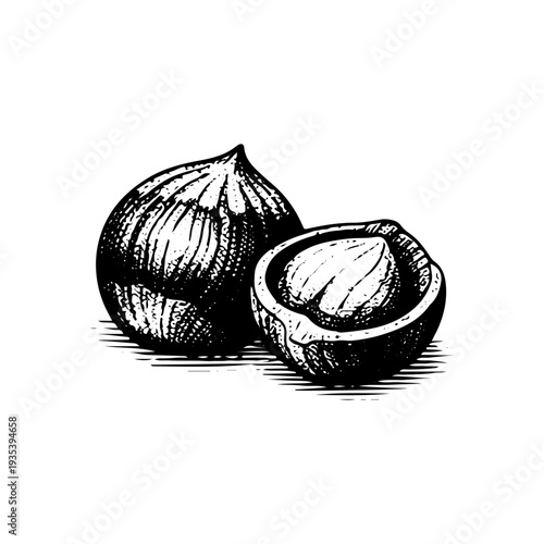 Vintage hazelnut engraving, hand drawn retro filbert nut kernel sketch isolated