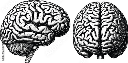 Human brain anatomy engraving set featuring side profile and top view perspectives for medical science cad drawing flat vector illustration.