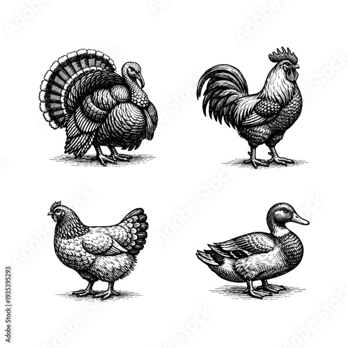 Vintage poultry birds engraving style farm animals illustration set