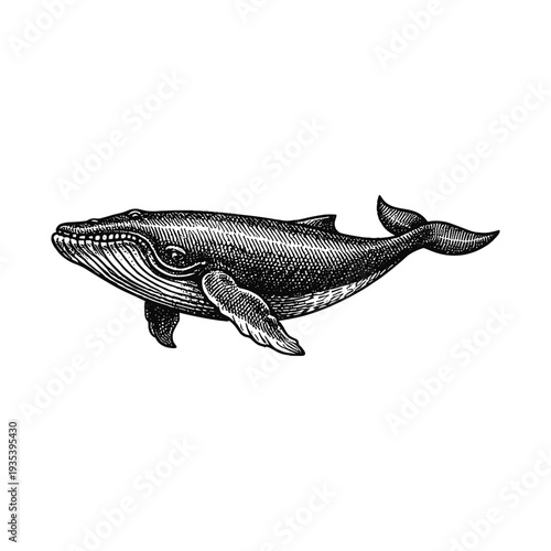 Vintage whale engraving illustration of large marine mammal in antique natural history style