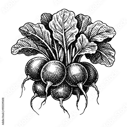 Vintage engraving radish vegetables bunch detailed botanical hand drawn illustration