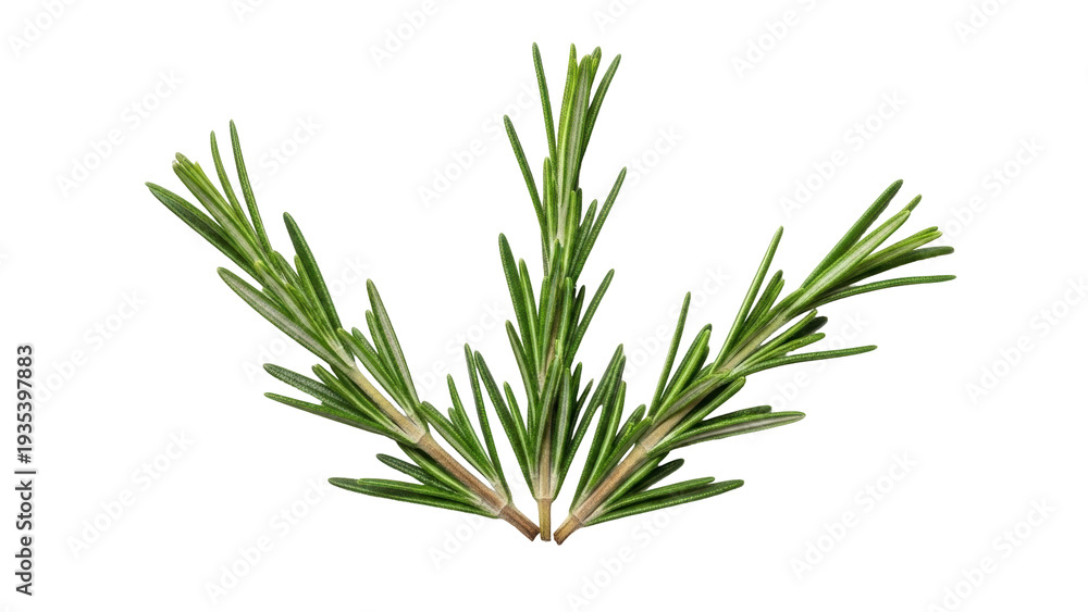 Fototapeta premium Isolated Herb bunch of fresh rosemary, a culinary condiment and aromatic evergreen shrub