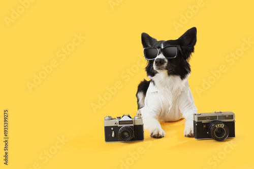Cute Border Collie dog in s...