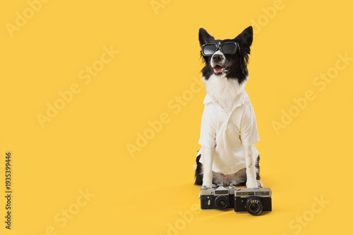 Cute Border Collie dog in s...