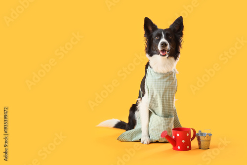 Cute Border Collie dog in g...