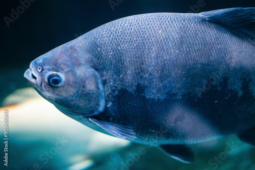 A dark-bodied Black Pacu fish swims underwater. This detailed close-up, captured in an Indian aquarium, showcases its prominent scales against deep blue water.