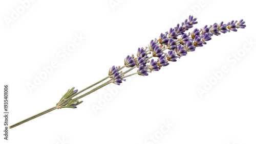 Quadro em tela Isolated lavender sprig for aromatherapy design, perfumery ingredient in cosmeti