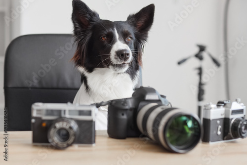 Cute Border Collie dog with...