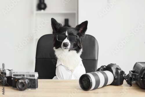 Cute Border Collie dog with...
